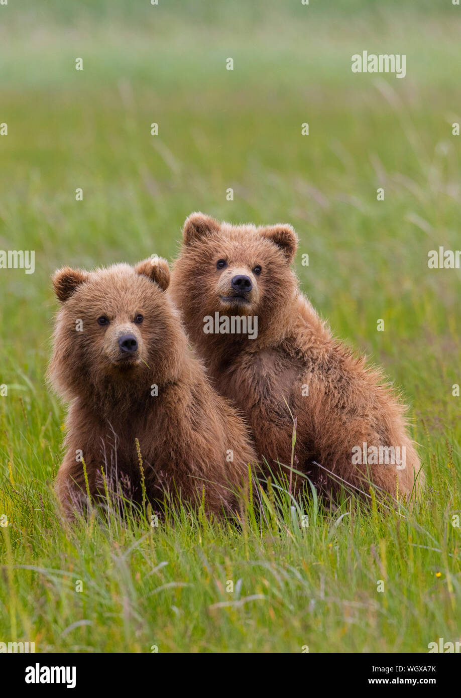 Brown bear Cubs, Lake Clark National Park, Alaska. Stockfoto