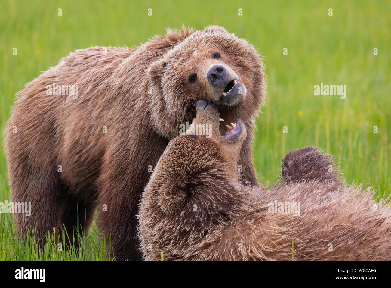 Grizzly Bear Cubs spielen, Lake Clark National Park, Alaska. Stockfoto