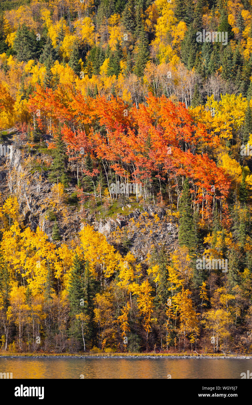 Herbstliche Farben, Obere Trail See, Chugach National Forest, Alaska. Stockfoto