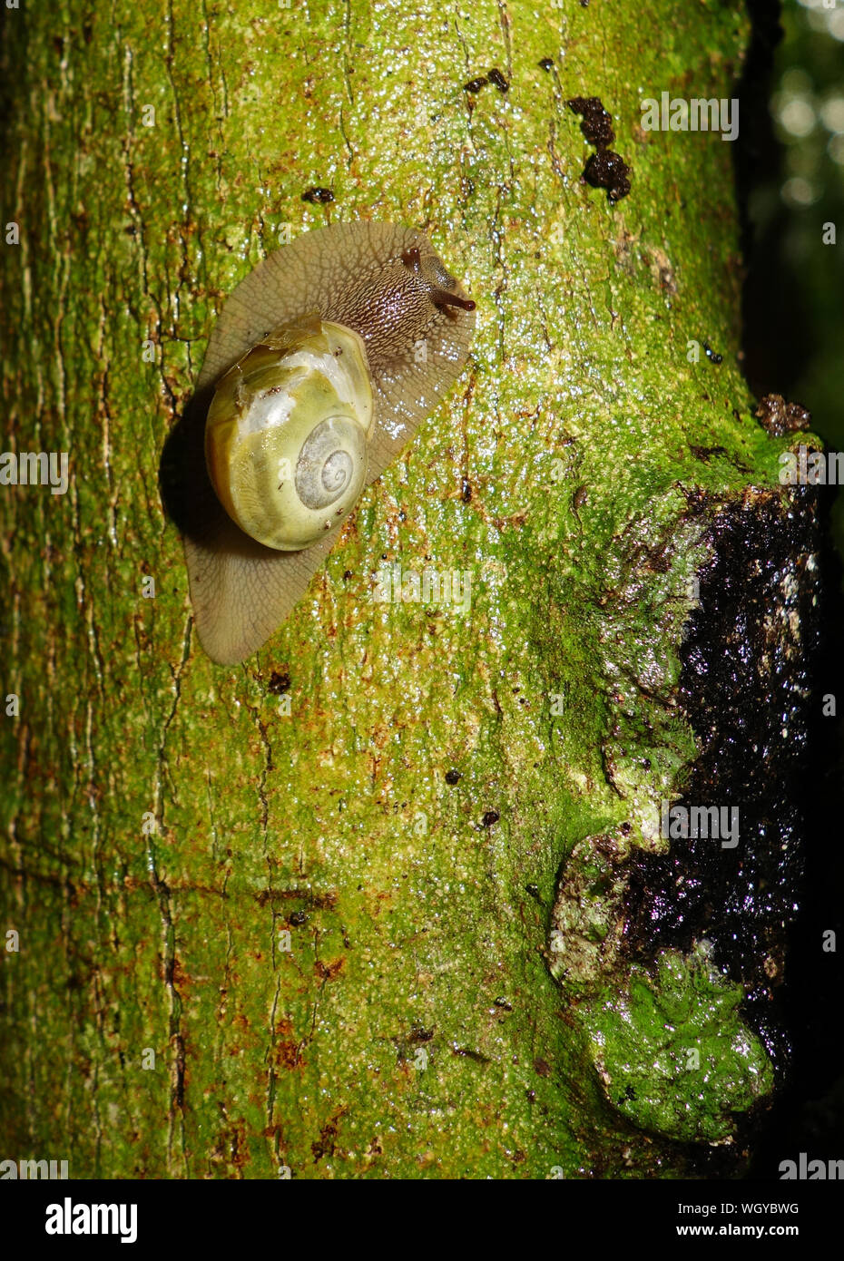 Arboreal Schnecke, Nosy Mangabe, Masoala Nationalpark, Madagaskar Stockfoto