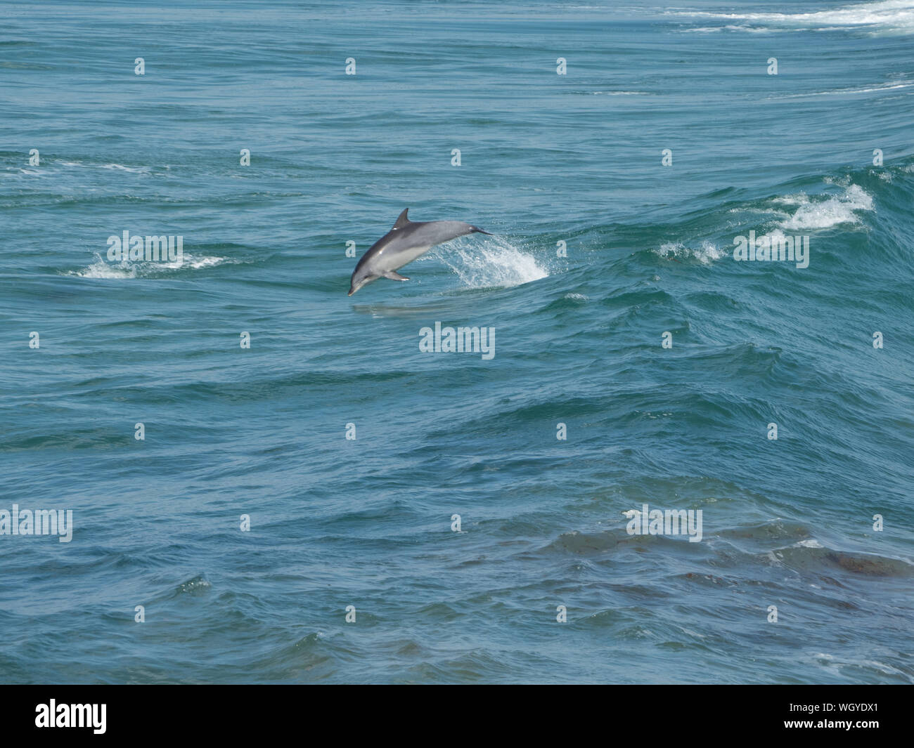 Ein großer Tümmler, der vor der Mid North Coast von NSW Australia durch die Wellen springt Stockfoto