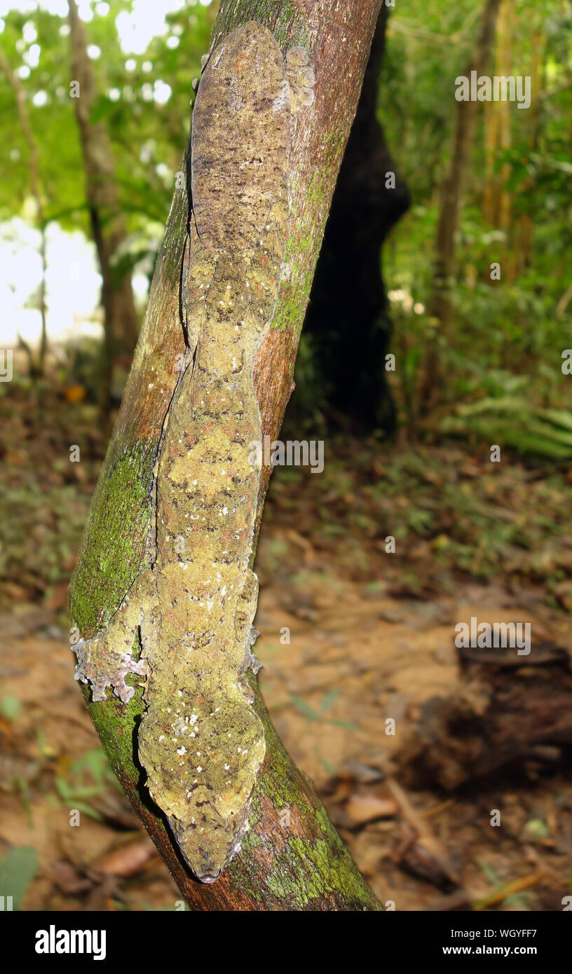 Leaf-tailed Gecko (Uroplatus sp.), Nosy Mangabe, Masoala Nationalpark, Madagaskar Stockfoto