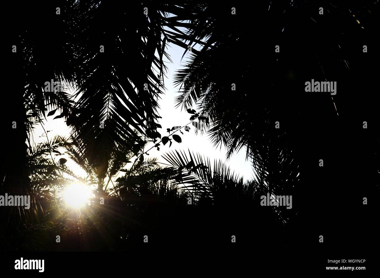 Low Angle View von Sonnenlicht strahlend durch Silhouette Bäume im Wald Stockfoto