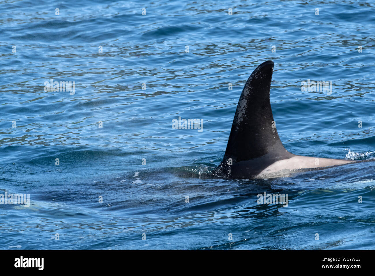 Nordamerika; USA; Alaska; Resurrection Bay; marine Säugetiere; Wale; Orca oder Schwertwal, Orca orcinus Stockfoto