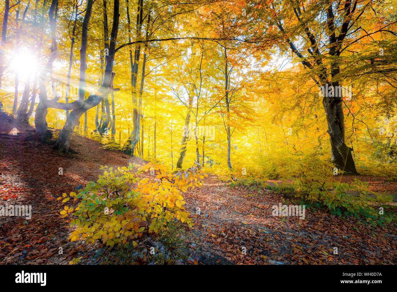 Sonne im goldenen Herbst Wald landschaft und große Bäume mit bunten Blättern Stockfoto