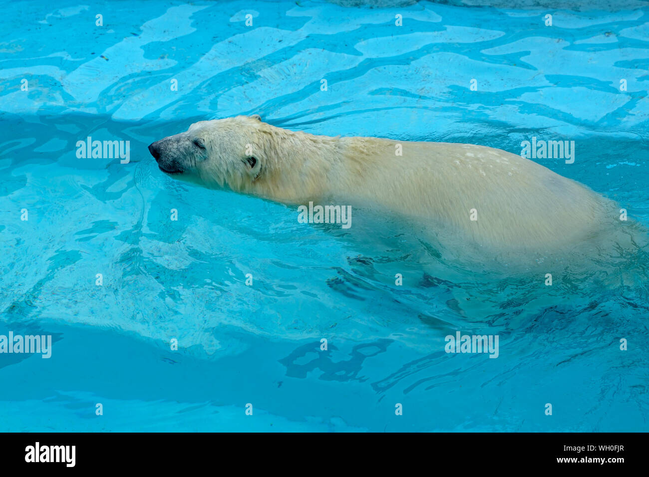 Eisbären im Zoo. Ein Tier in Gefangenschaft. Nordbär Stockfoto