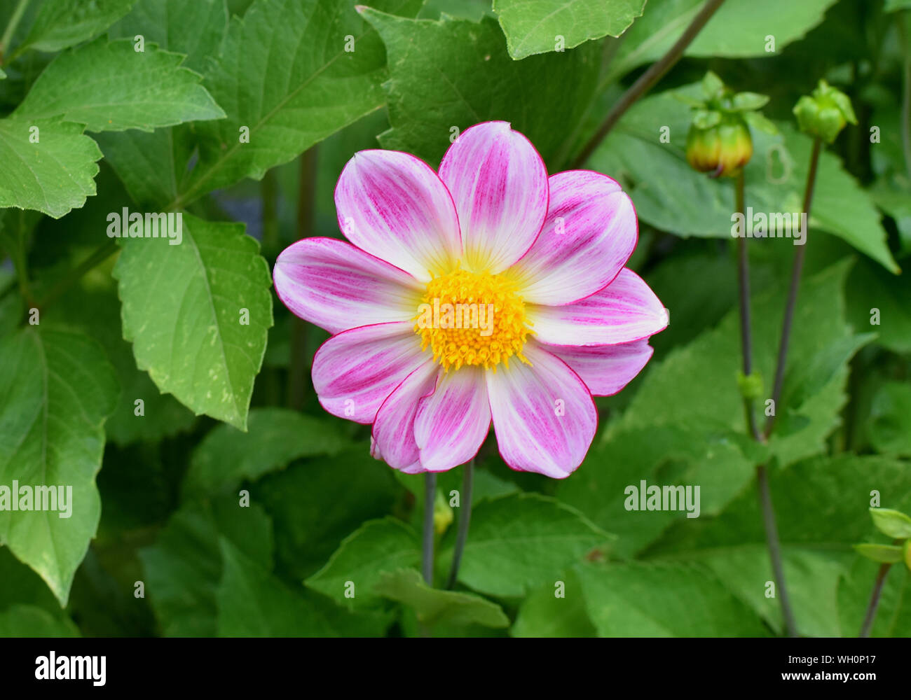 Die rosa Blumen in unserem Garten. Stockfoto