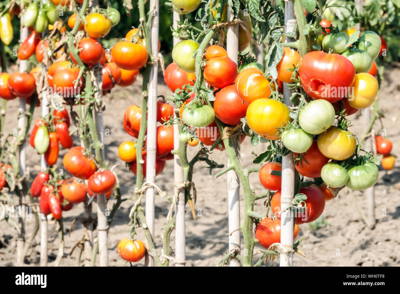 Wachsende Tomaten am Weinstock im Garten, August Stockfoto