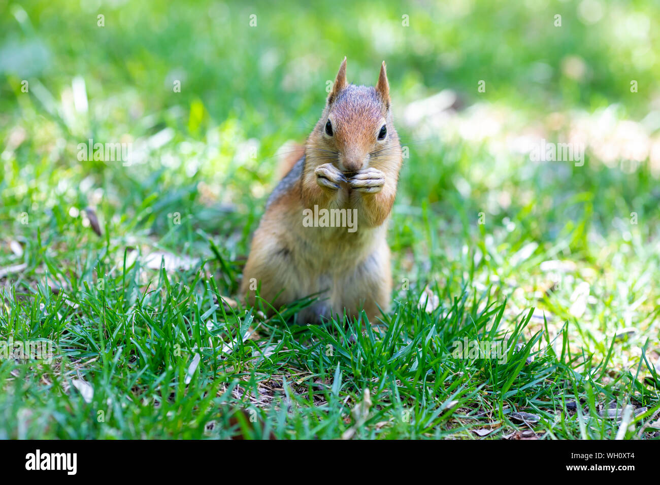 Süßes Tier, hungrig und niedlichen Eichhörnchen Stockfoto