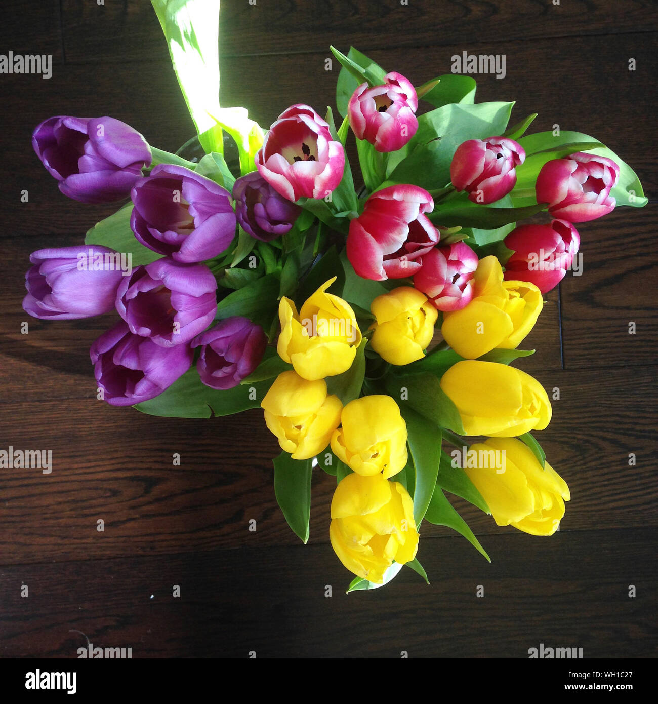 Variation der Tulpen Stockfoto