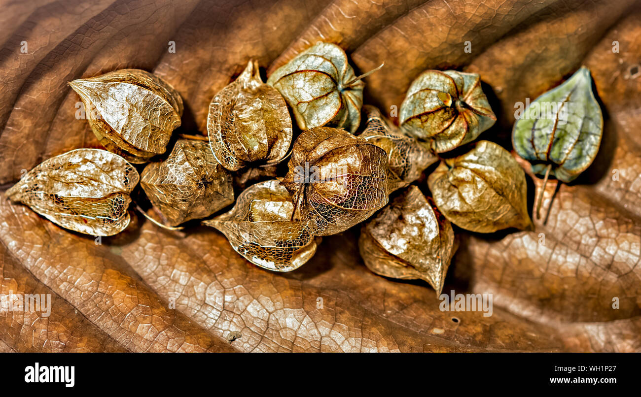 Physalis Früchte (Physalis rubro) auf eine trockene braune Blatt - ausgewählte Fokus - text Raum Stockfoto