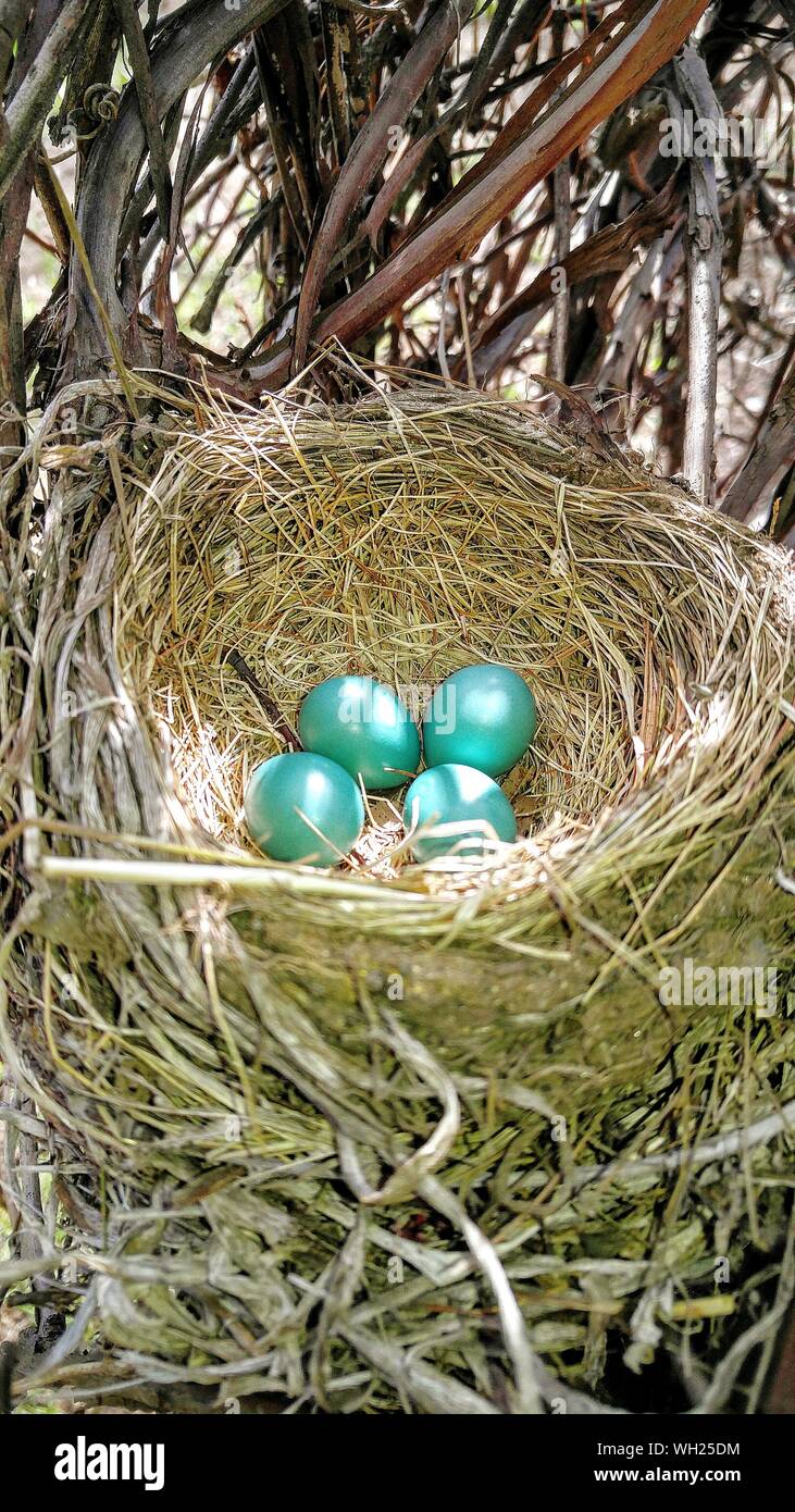 Hohe Betrachtungswinkel von Robin Eier im Nest am Baum Stockfoto