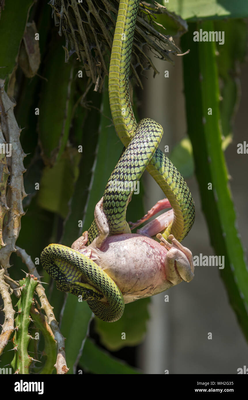 Zierpflanzen Schlange - Schmuck tree snake (chrysopelea Paradisi) hngt an  einem Kaktus mit einem groen Frosch in seinem Mund. Frosch hat aufgeblasen  nicht gegessen werden Stockfotografie - Alamy