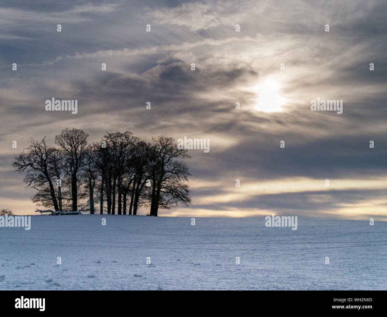 Niedrige Winter Sonne und dramatische Himmel hinter Gestrüpp der Bäume mit Schnee bedeckten Bereich, Derbyshire, England, UK. Stockfoto