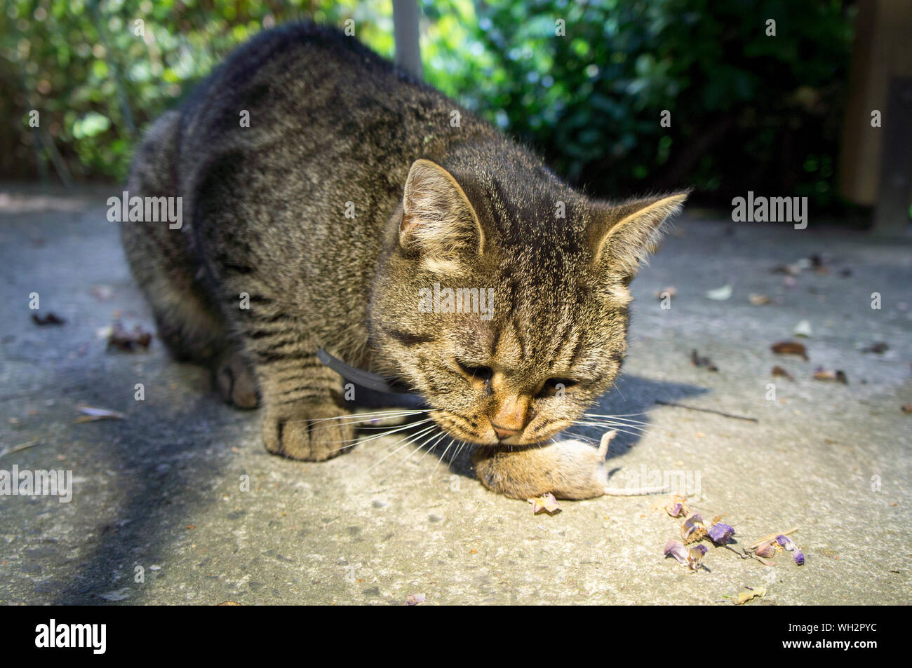 Eine Katze frisst die Beute Common Vole auf dem Estrich. (CTK Photo/Libor Sojka) Stockfoto