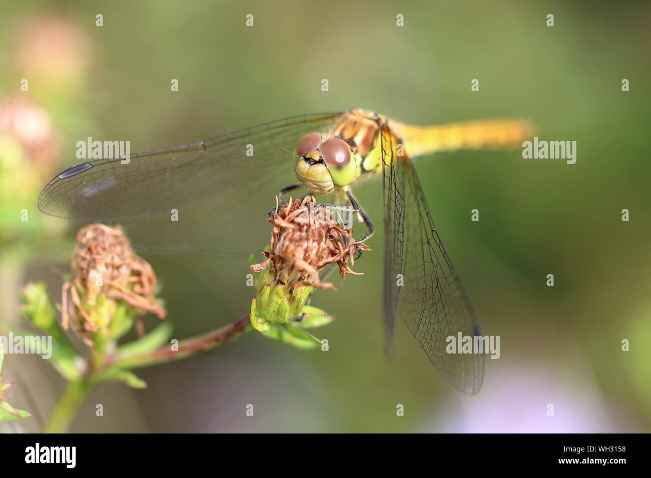 Weibliche Common Darter (Sympetrum striolatum) in Ruhe Stockfoto