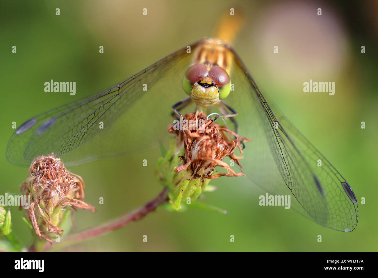 Nahaufnahme eines weiblichen Common Darter (Sympetrum striolatum) Dragonfly in Reston Vegetation, Kopf auf. Stockfoto