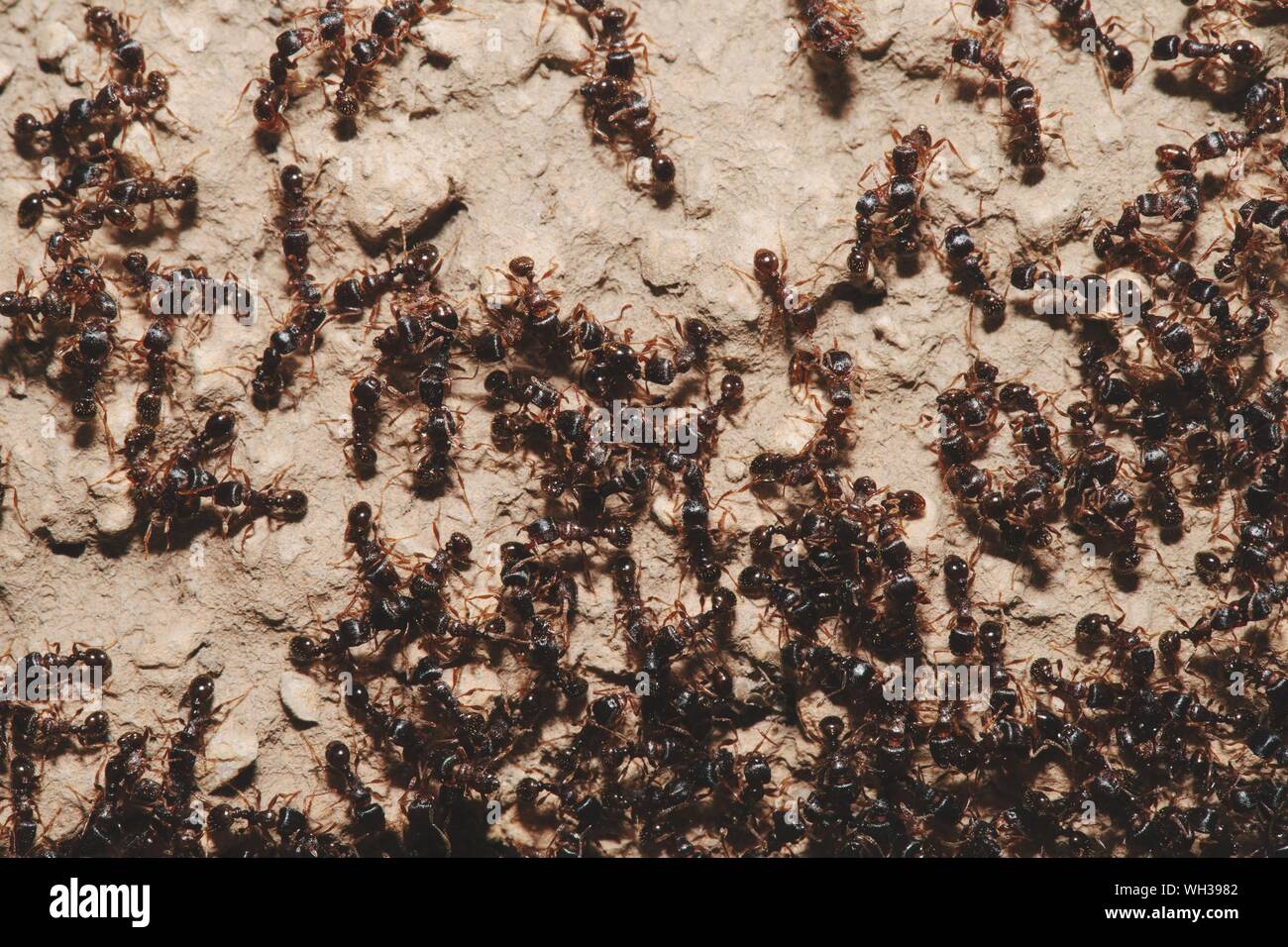 Nahaufnahme Der Ameisen An Der Wand Stockfotografie Alamy