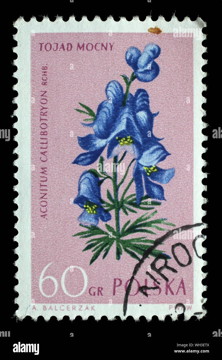 Stempel gedruckt in Polen zeigt Eisenhut Aconitum callibotryon, geschützte Blumen, Serie, ca. 1962. Stockfoto