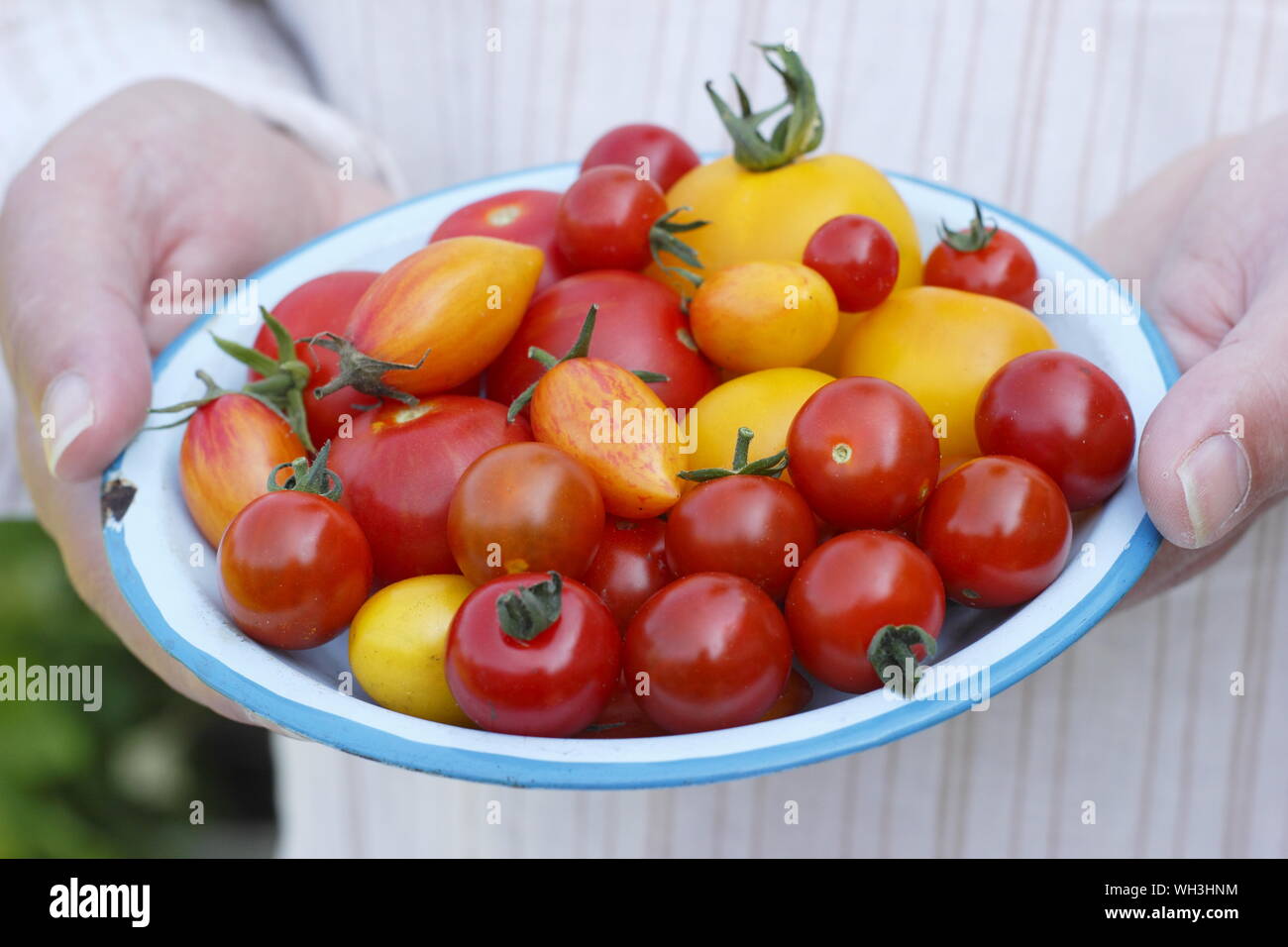 Solanum lycopersicum. Frisch gepflückte, hausgemachte Tomaten auf einem Teller in einem britischen Garten - Golden Sunrise, Sweet Million und Tumbling Tom. Stockfoto