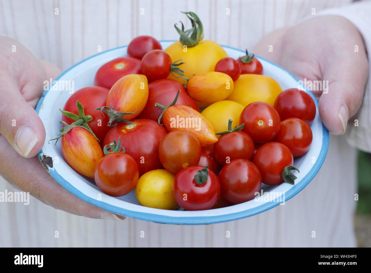 Solanum lycopersicum. Frisch gepflückte, hausgemachte Tomaten auf einem Teller in einem britischen Garten - Golden Sunrise, Sweet Million und Tumbling Tom. Stockfoto