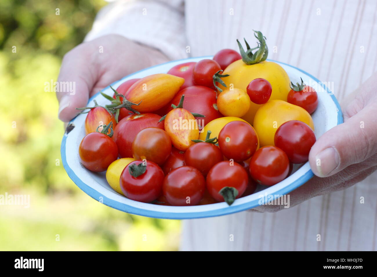 Solanum lycopersicum. Frisch gepflückte, hausgemachte Tomaten auf einem Teller in einem britischen Garten - Golden Sunrise, Sweet Million und Tumbling Tom. Stockfoto