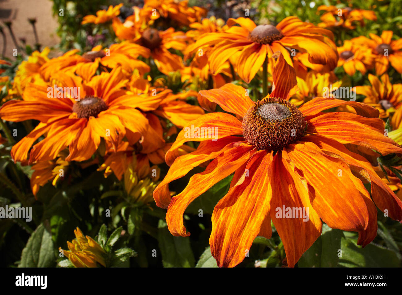 Brillante, lebendige gelb Rudbeckia (Black Eyed Susan) Blumen leuchtende an einem hellen Sommer. Stockfoto