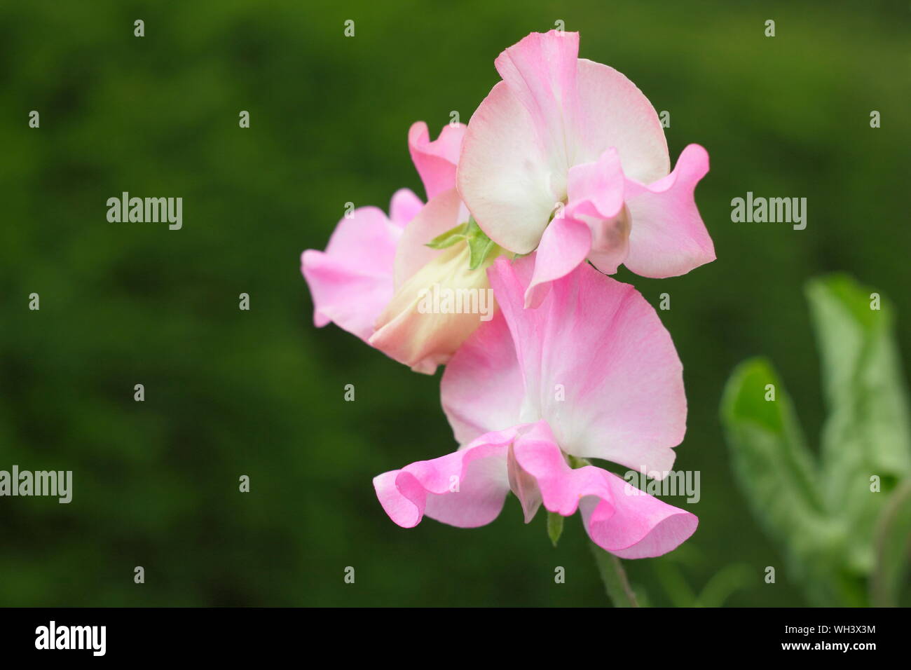 Lathyrus Odoratus "Gwendoline" Sweet pea Stockfoto