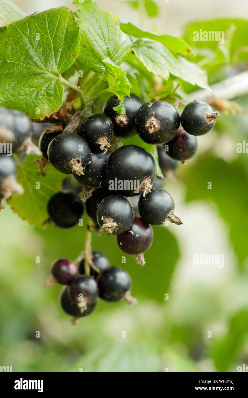 Ribes nigrum. Reife Schwarze Johannisbeere "Big Ben" Früchte im Juli. UK. Hauptversammlung Stockfoto