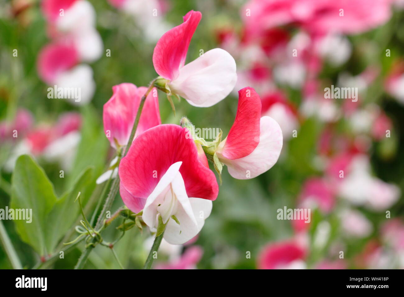 Lathyrus Odoratus "Painted Lady' einen duftenden, Frühblühende Sweet pea.. Großbritannien Stockfoto