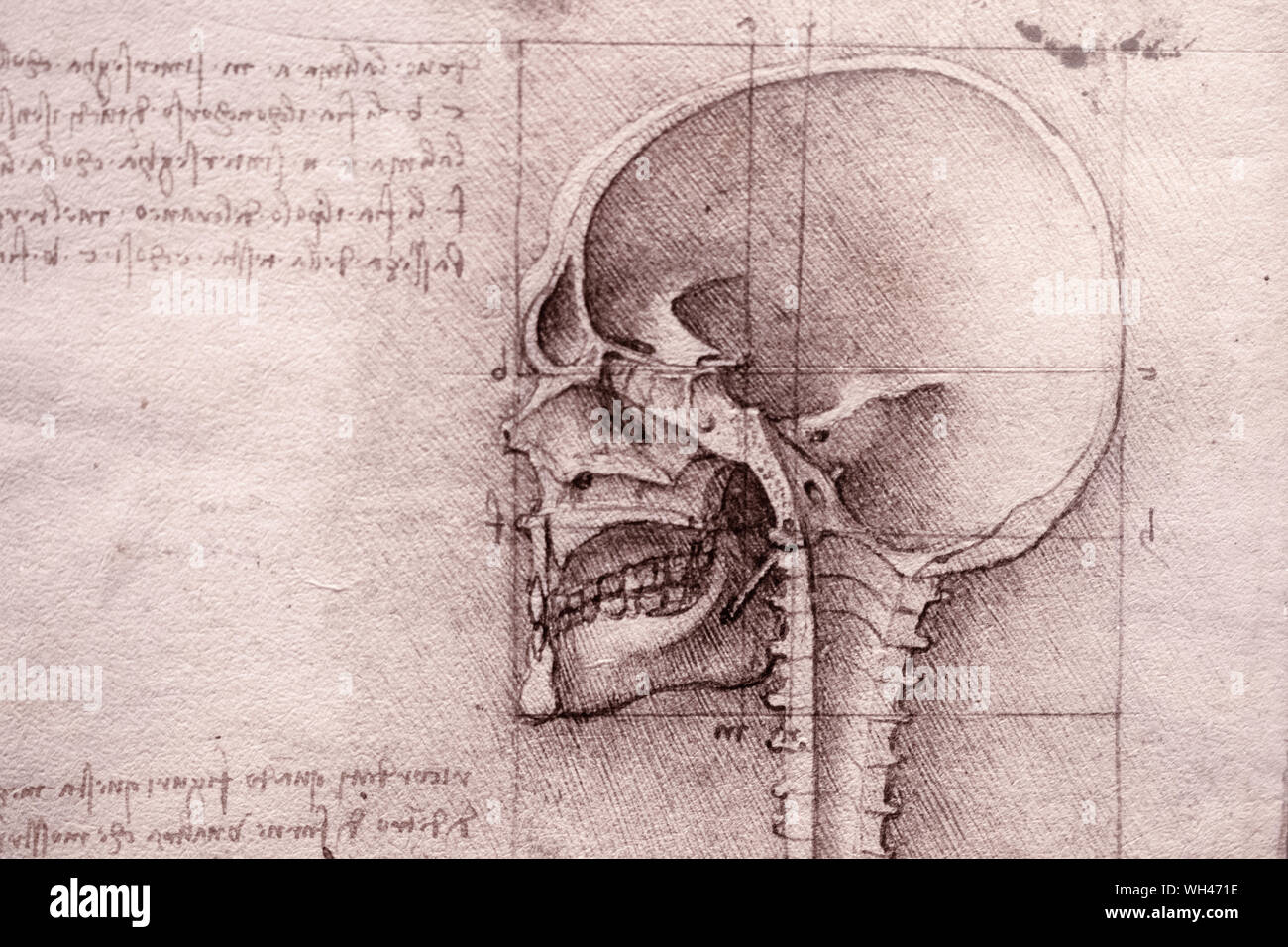 Erstaunlich Bild Leonardo Da Vinci Fotos