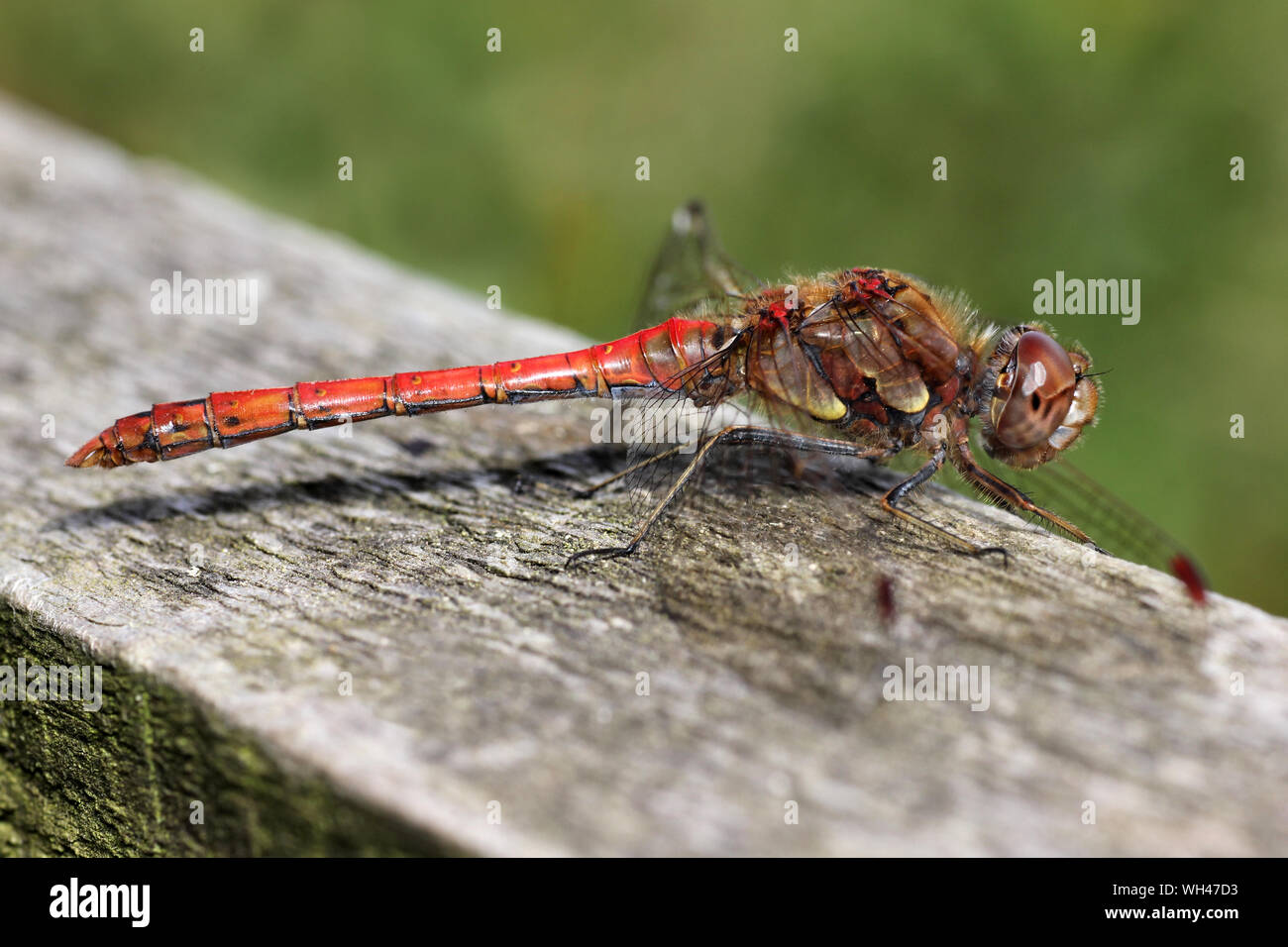 Gemeinsame Darter Sympetrum striolatum - männlich Stockfoto