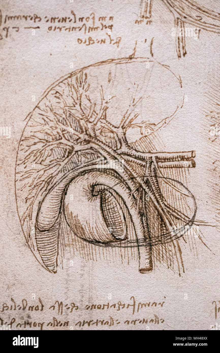 Erstaunlich Bild Leonardo Da Vinci Fotos