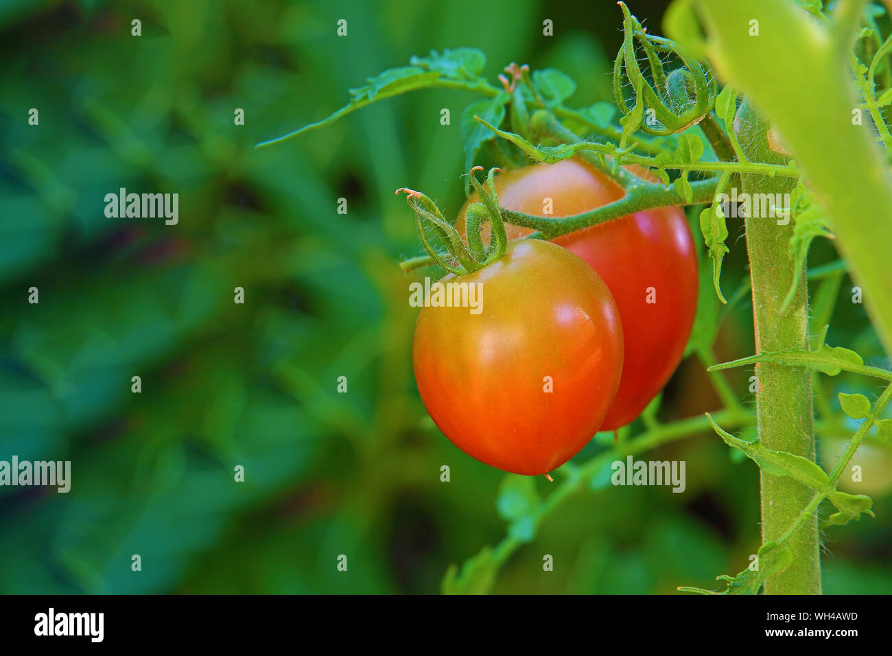 Werk de tomate Ernährung diététique végétarien végétalien Sain régime Jardin potager Kultur jardiner Stockfoto