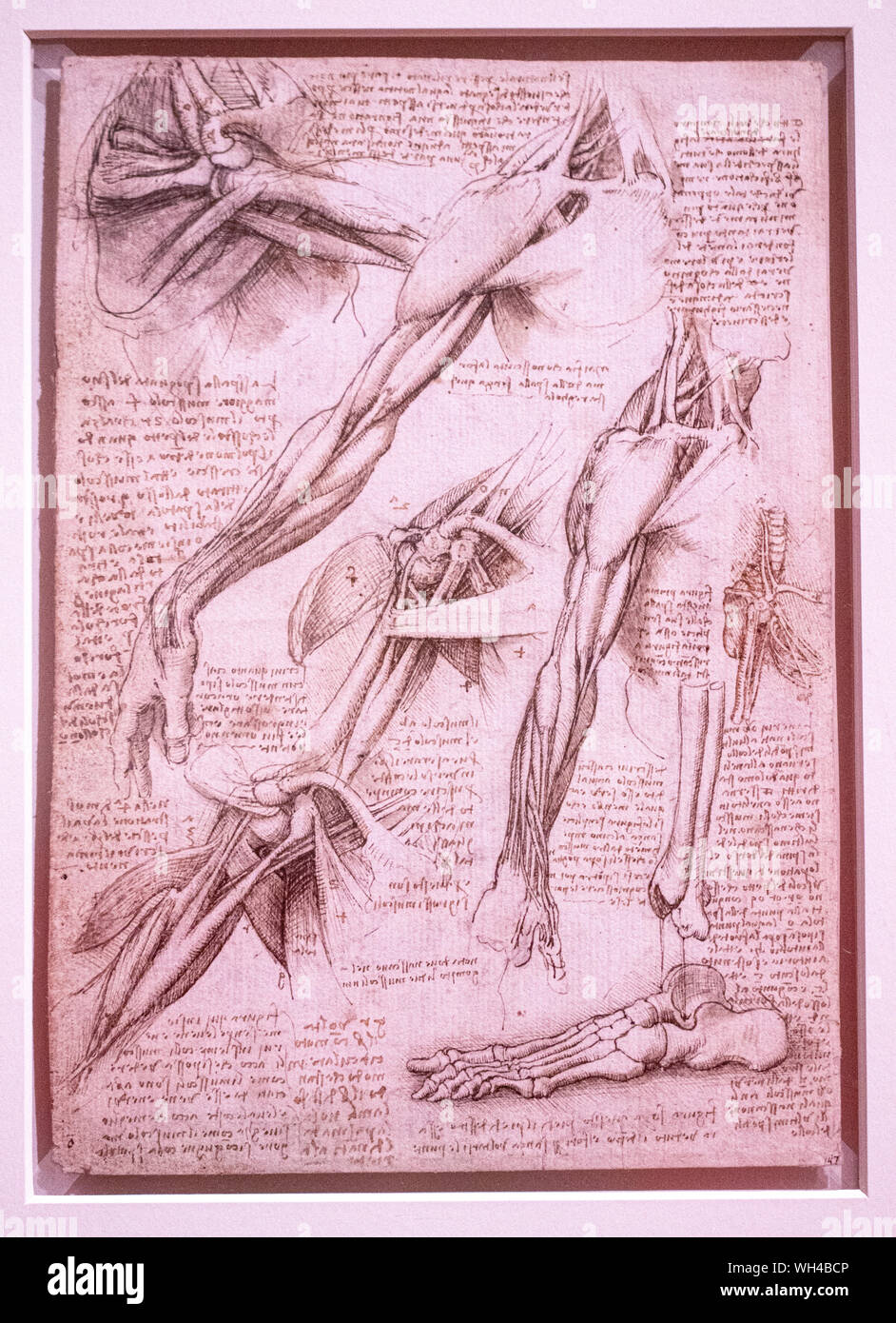 Erstaunlich Bild Leonardo Da Vinci Fotos