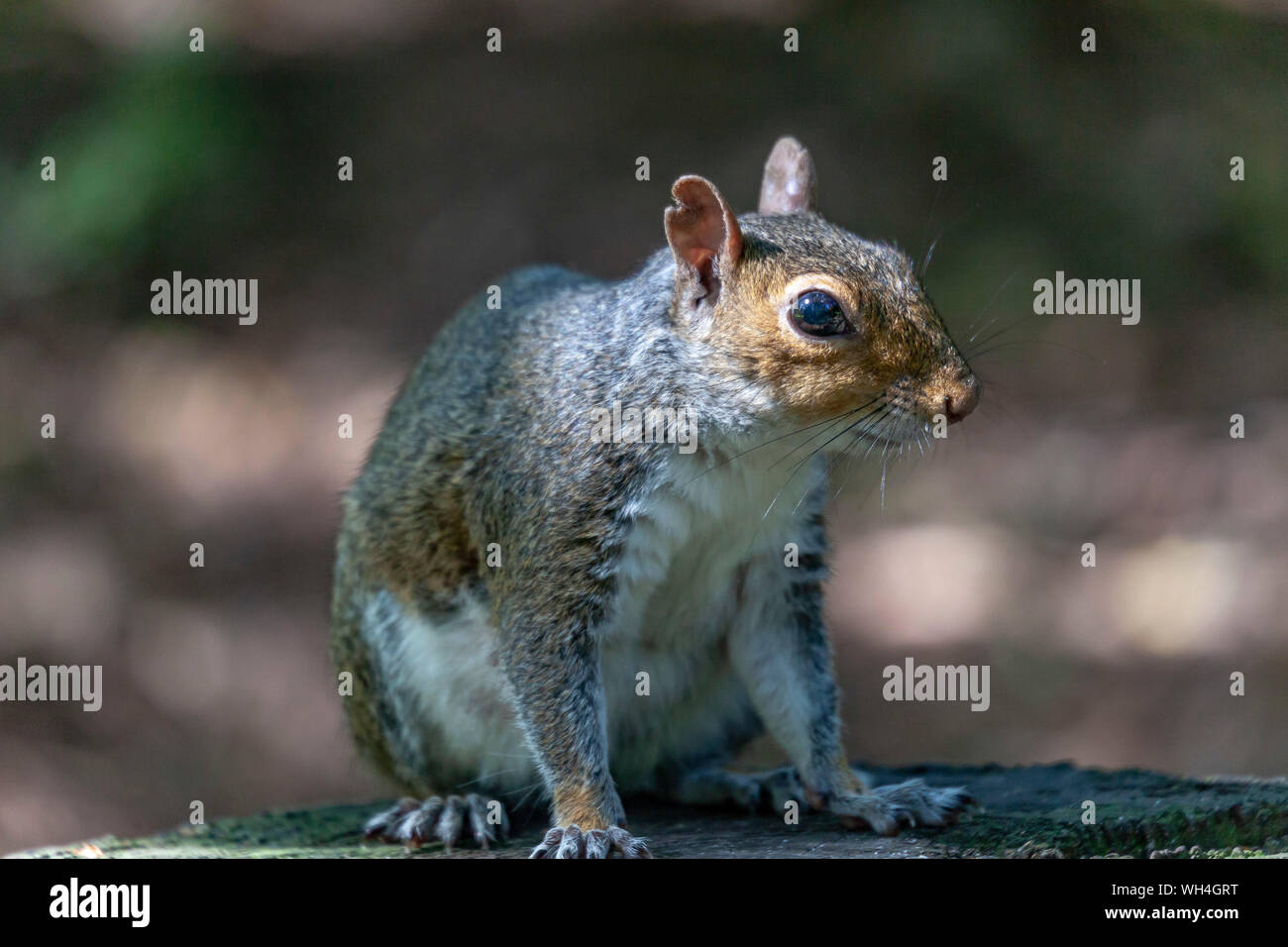 Wild graue Eichhörnchen Closeup Portrait Fotografie. Golden Acre Park. Leeds West Yorkshire GROSSBRITANNIEN. Stockfoto