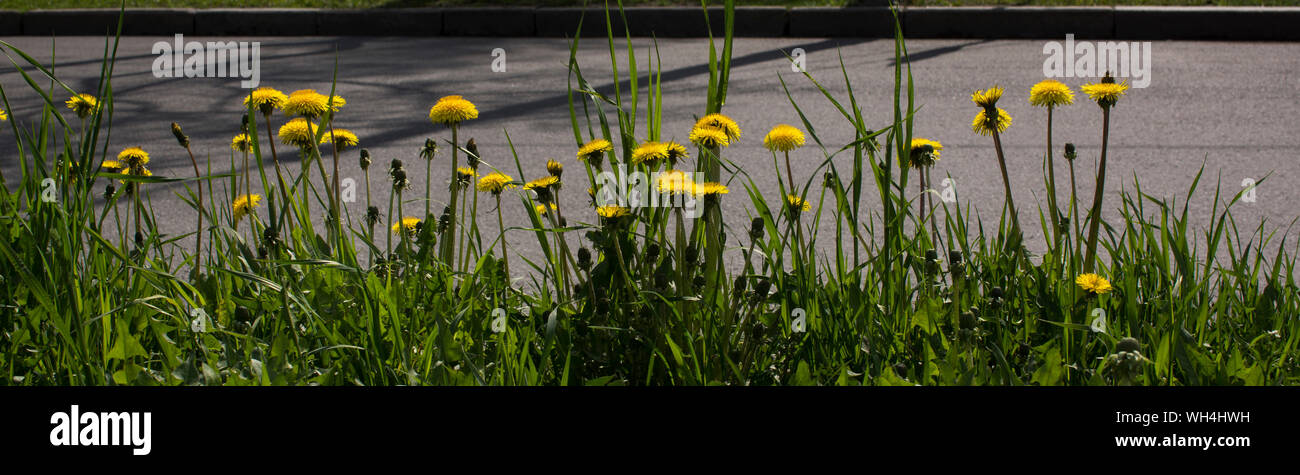 Gelbe Blume Pflanze von einem Löwenzahn Taraxacum officinale aka gewöhnlicher Löwenzahn wächst auf einem Boden. Die Ausübung des Lebens. Stockfoto