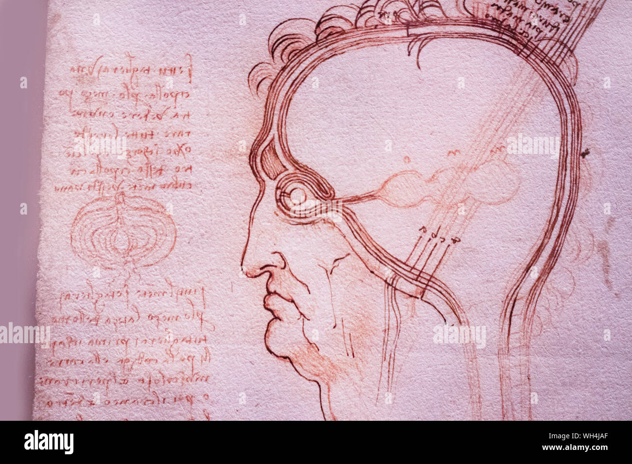 Ausstellung von Leonardo Da Vinci ist erstaunlich, Zeichnungen in London, die den 500. Jahrestag des Todes von Leonardo da Vinci. Stockfoto