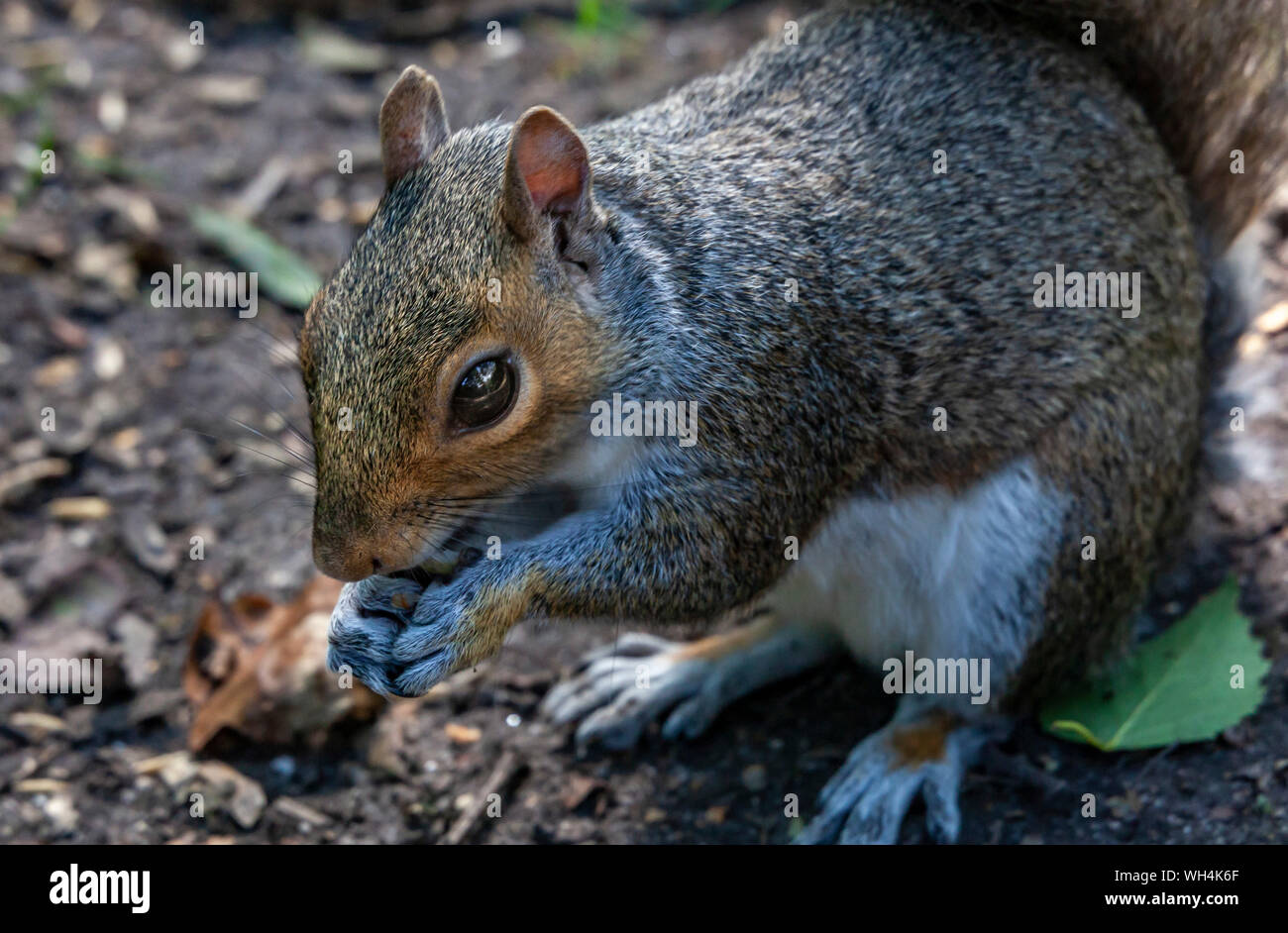 Wild graue Eichhörnchen Closeup Portrait Fotografie. Golden Acre Park. Leeds West Yorkshire GROSSBRITANNIEN. Stockfoto