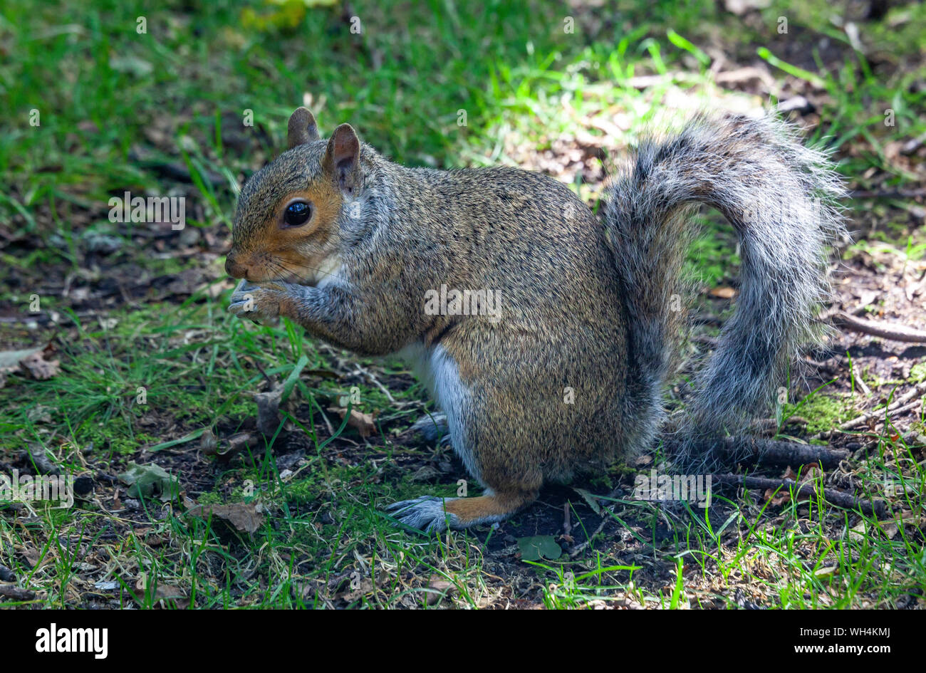 Wild graue Eichhörnchen Closeup Portrait Fotografie. Golden Acre Park. Leeds West Yorkshire GROSSBRITANNIEN. Stockfoto