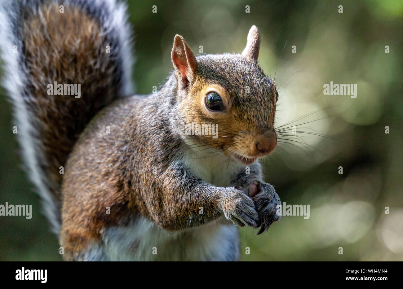 Wild graue Eichhörnchen Closeup Portrait Fotografie. Golden Acre Park. Leeds West Yorkshire GROSSBRITANNIEN. Stockfoto