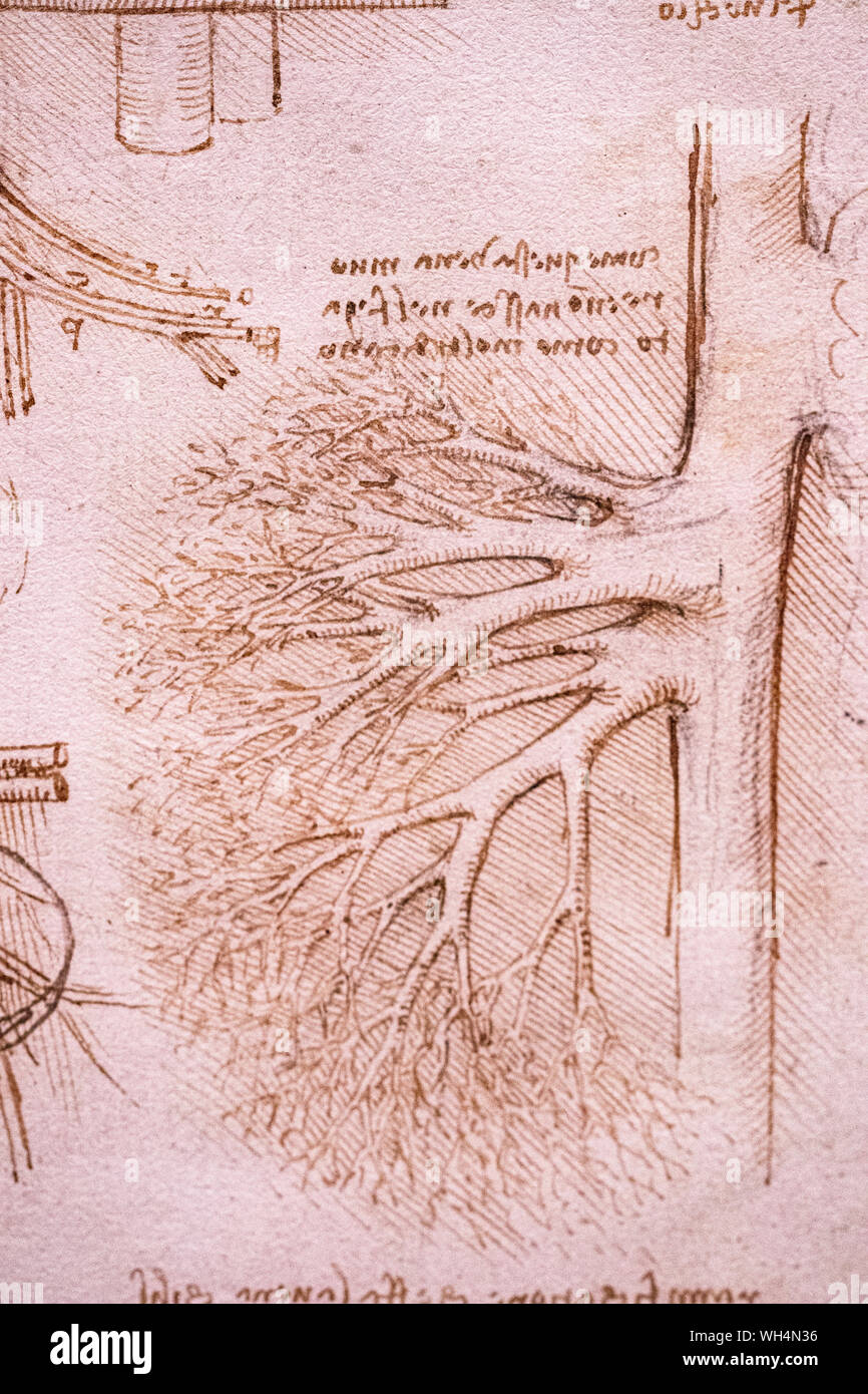 Ausstellung von Leonardo Da Vinci ist erstaunlich, Zeichnungen in London, die den 500. Jahrestag des Todes von Leonardo da Vinci. Stockfoto