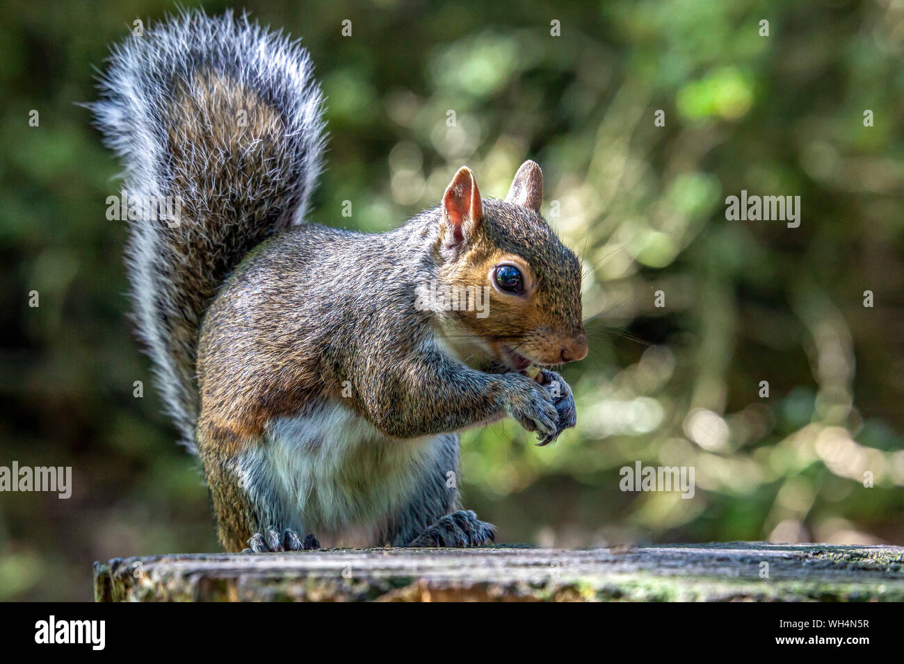 Wild graue Eichhörnchen Closeup Portrait Fotografie. Golden Acre Park. Leeds West Yorkshire GROSSBRITANNIEN. Stockfoto