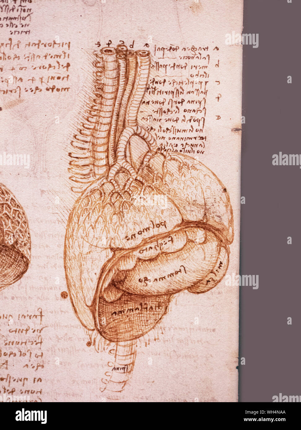 Ausstellung von Leonardo Da Vinci ist erstaunlich, Zeichnungen in London, die den 500. Jahrestag des Todes von Leonardo da Vinci. Stockfoto