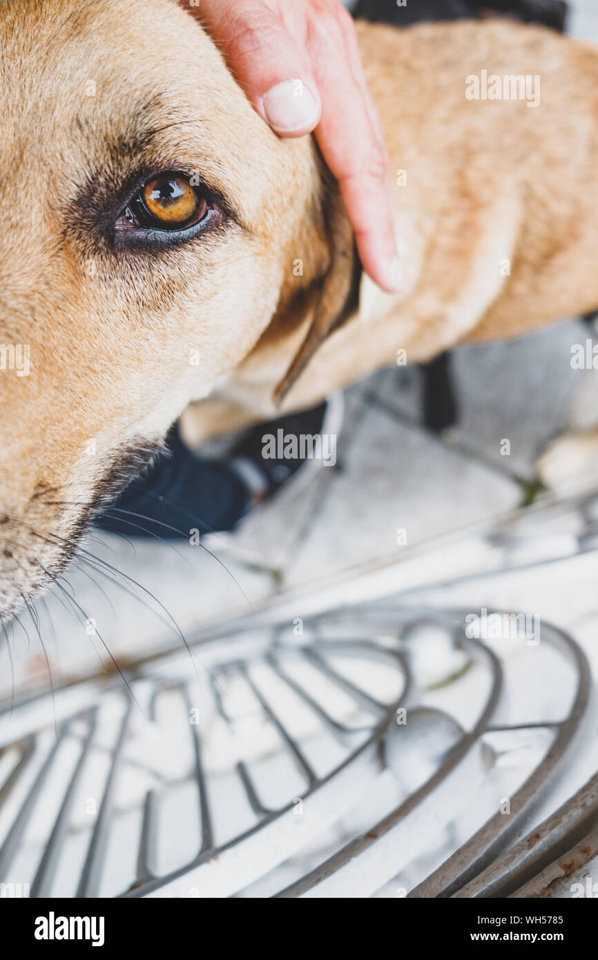 Porträt von einem streunenden Hund ​​in Notwendigkeit der Annahme auf der Straße. Traurigen Augen eines Hundes und die Hand eines Mannes auf dem Kopf, Konzept der Sympathie für Stray Animal Stockfoto