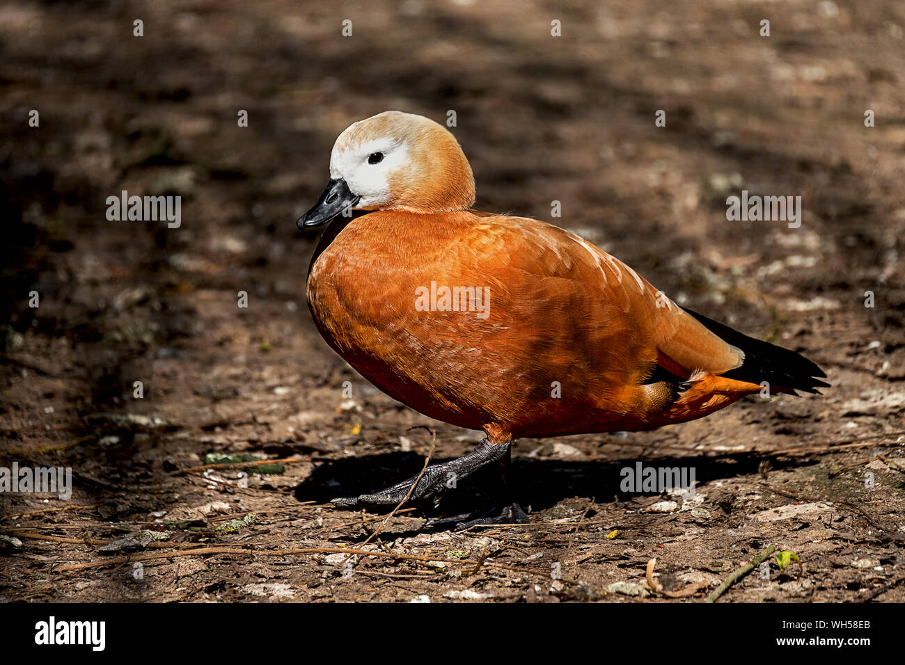 Porträt einer rötlichen Brandente Stockfoto