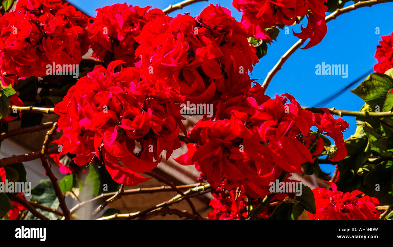 Nahaufnahme von roten Blumen Stockfoto