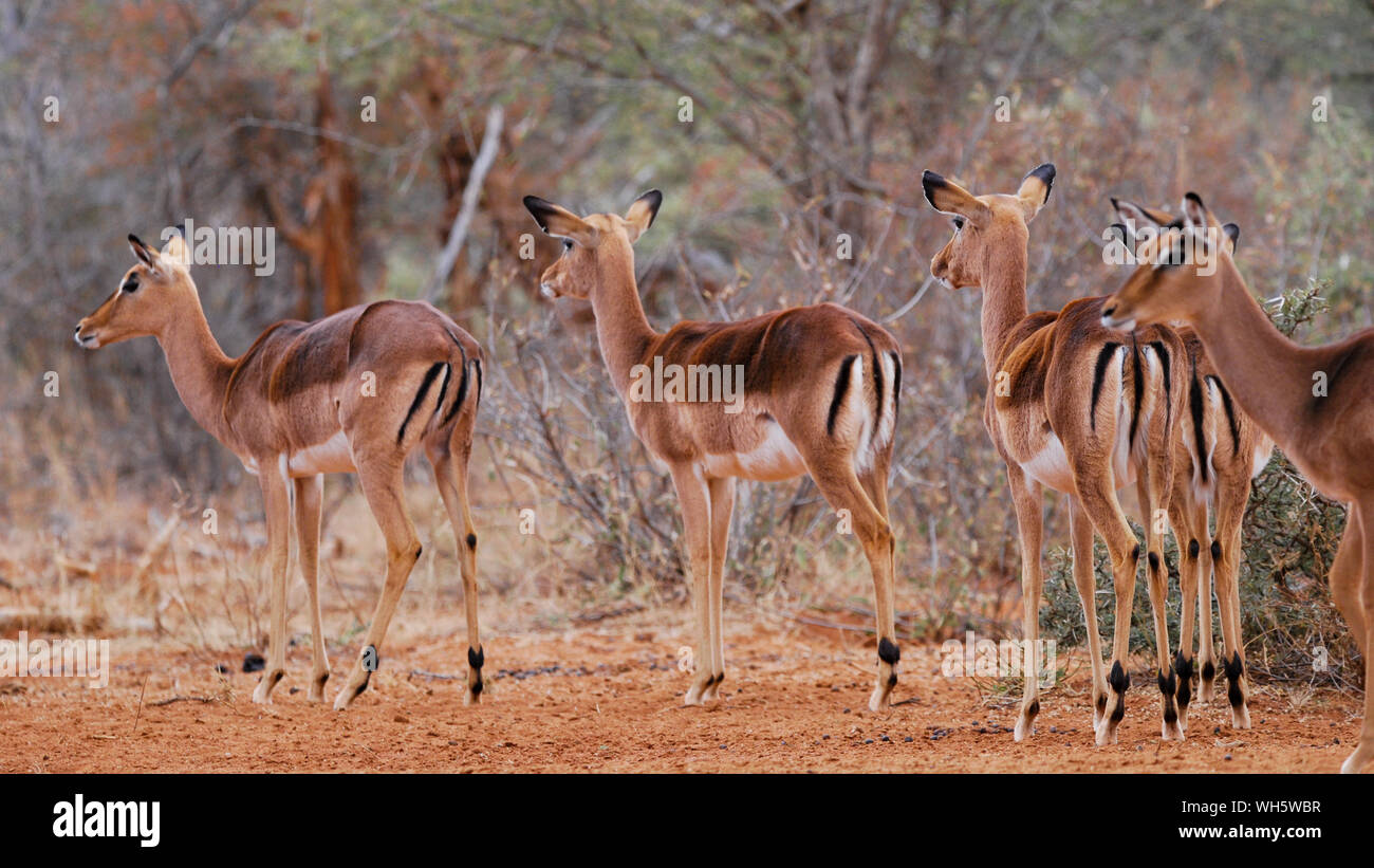 Impala wandern in den Busch Stockfoto