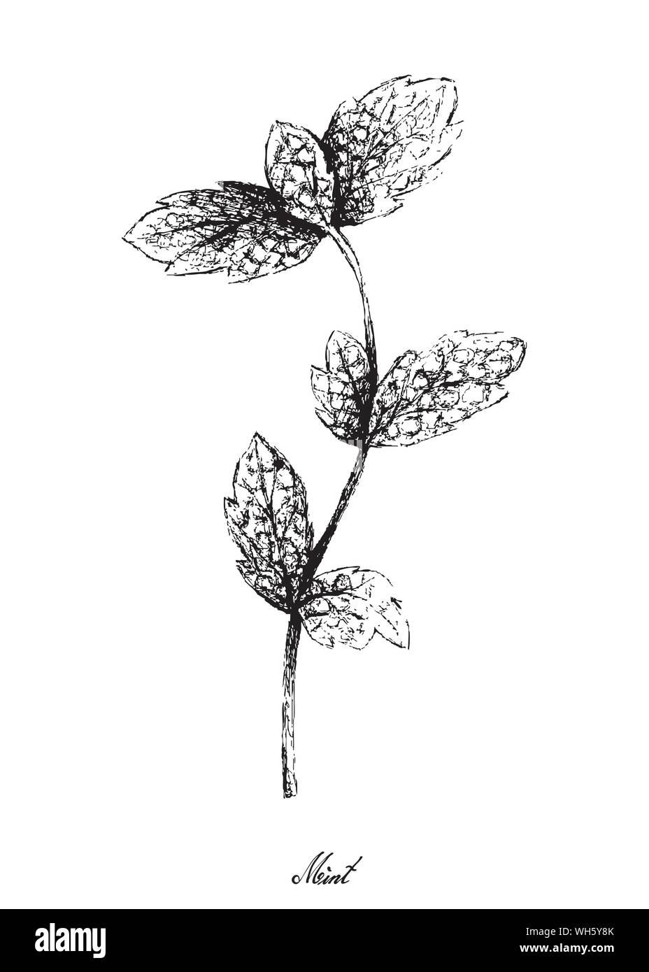 Kräuterpflanzen, Handgezeichnete Abbildung: Frisches Grün Pfefferminz oder Zitrone Minze zum Würzen in der Küche verwendet. Stock Vektor