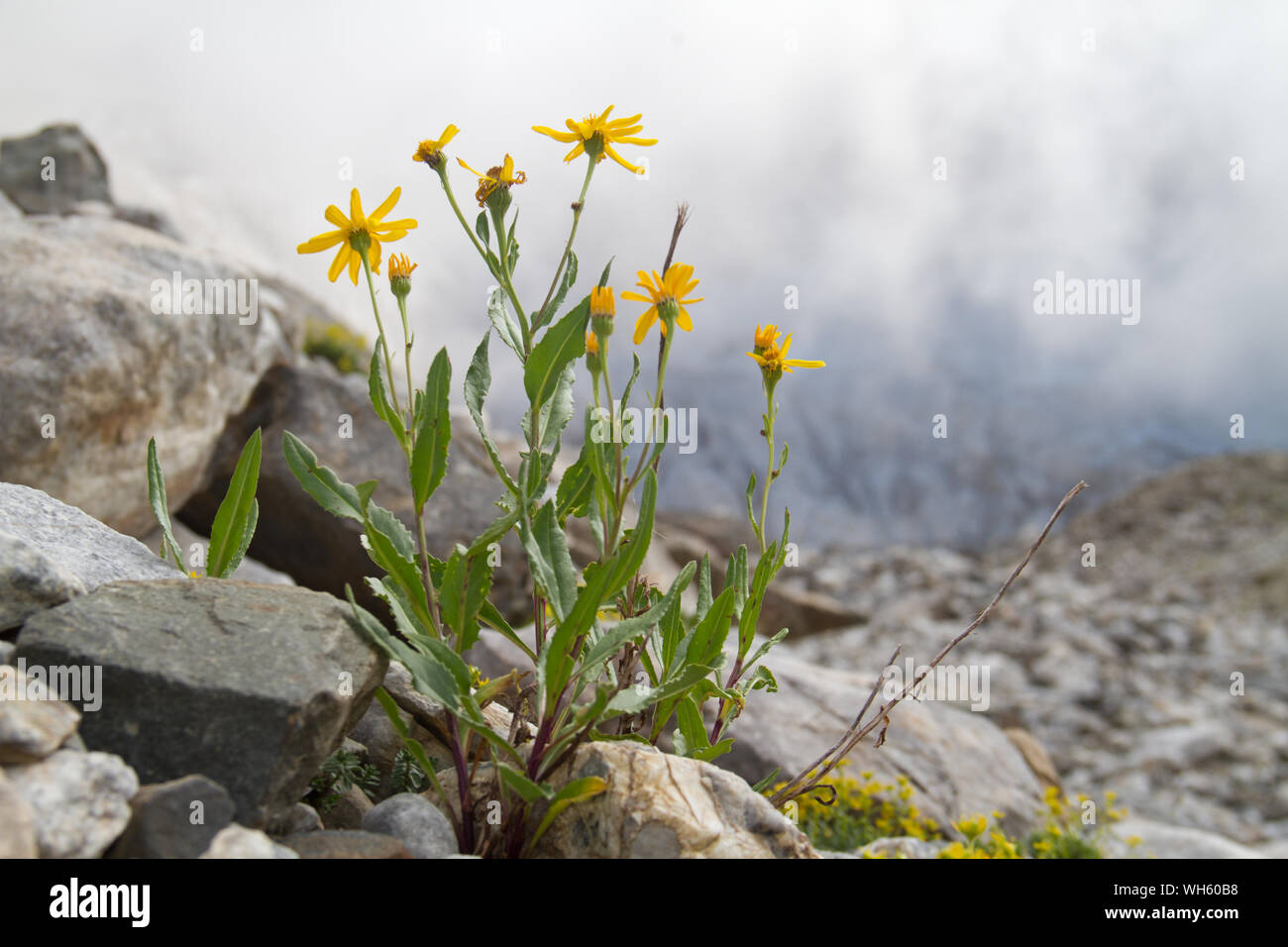 Chamois ragwort, Senecio Anmerkungen, in einer felsigen Umgebung, im Hintergrund nebligen Bergen Stockfoto
